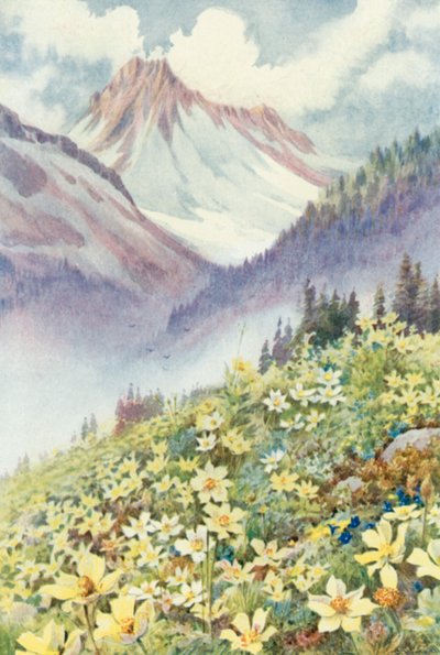 Sulphur Anemones on the Slopes of Le Planet by George Jackson Flemwell