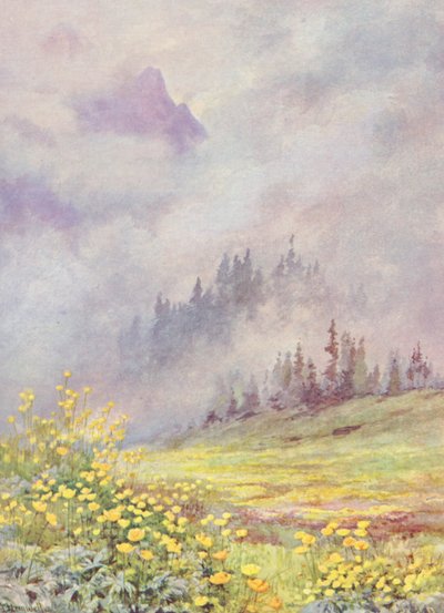 Trollius Europaeus, the Globe Flower, on the Cloud-Swept Fields in Early June by George Jackson Flemwell