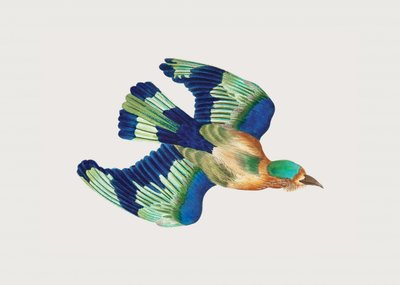 Ceylonese Roller by George Shaw