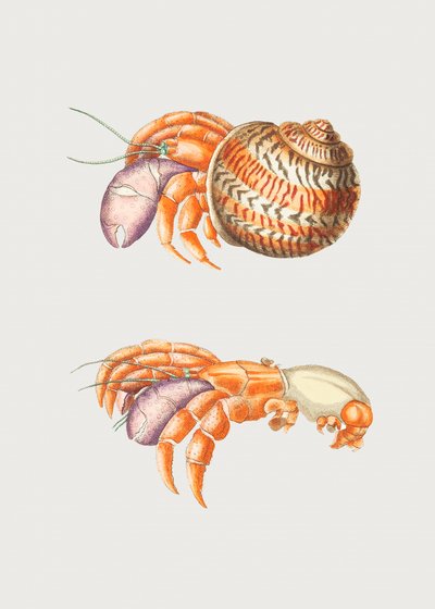 Diogenes Crab by George Shaw