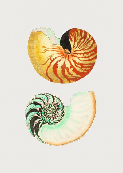 Great Nautilus by George Shaw