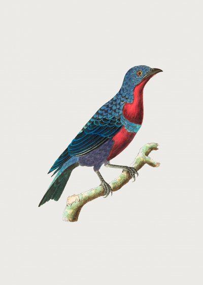 Purple Breasted Chatterer by George Shaw