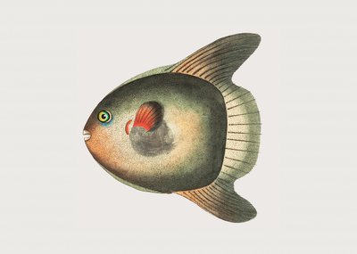 Short Sun Fish by George Shaw