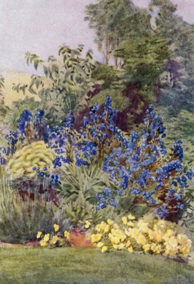 Anchusa Italica Dropmore variety, the Dropmore Alkanet, with Clematis recta and Violas by George Soper