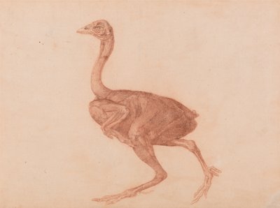 Comparative Anatomical Exposition of the Human Body with a Tiger and a Common Fowl: Dorking Hen, Lateral View by George Stubbs