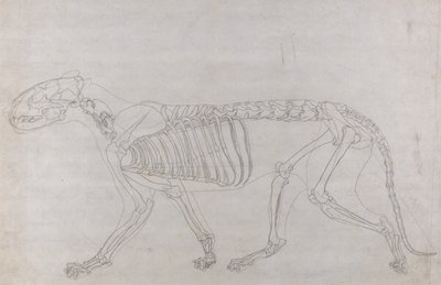 Comparative Anatomical Exposition: Tiger Skeleton, Lateral View by George Stubbs