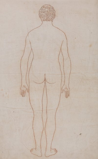 A Comparative Anatomical Exposition of the Structure of the Human Body with That of a Tiger and a Common Fowl: Human Body, Posterior View by George Stubbs