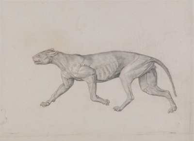 Comparative Anatomical Exposition: Leopard Body, Lateral View by George Stubbs