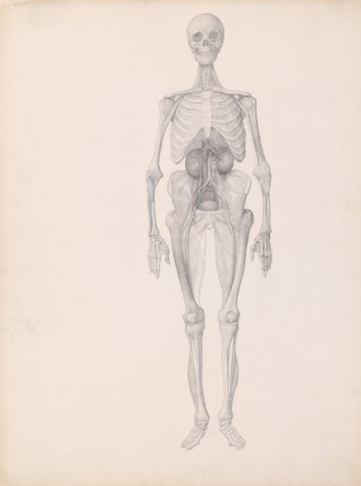 A Comparative Anatomical Exposition of the Structure of the Human Body with That of a Tiger and a Common Fowl: Human Figure, Anterior View (Finished Study of Final Stage of Dissection) by George Stubbs