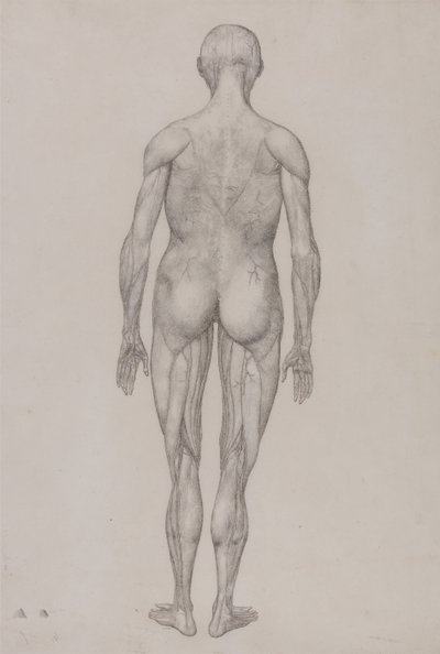 A Comparative Anatomical Exposition of the Structure of the Human Body with That of a Tiger and a Common Fowl: Human Figure, Posterior View by George Stubbs