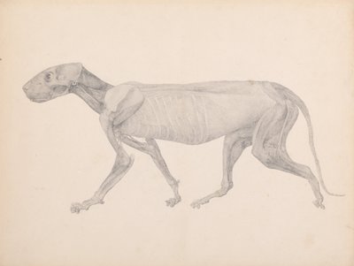 A Comparative Anatomical Exposition of the Structure of the Human Body with That of a Tiger and a Common Fowl: Tiger Body, Lateral View by George Stubbs