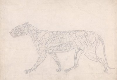 A Comparative Anatomical Exposition of the Structure of the Human Body with That of a Tiger and a Common Fowl: Tiger, Lateral View by George Stubbs