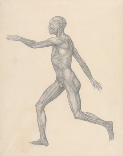 Comparative Anatomical Exposition of the Human Body with a Tiger and a Common Fowl: Human Figure, Lateral View by George Stubbs