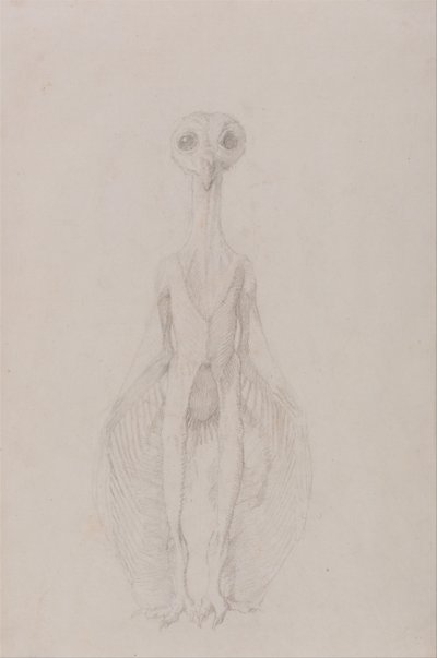 Owl Standing, Anterior View by George Stubbs