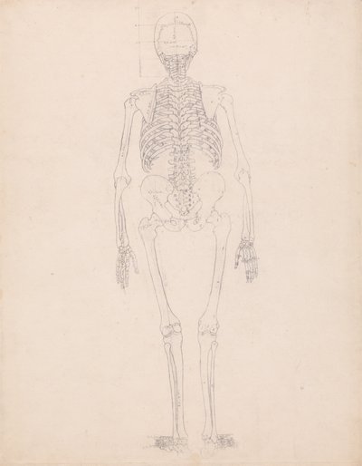 Human Skeleton, Posterior View by George Stubbs