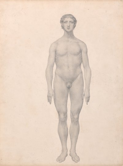 Human Figure, Anterior View by George Stubbs