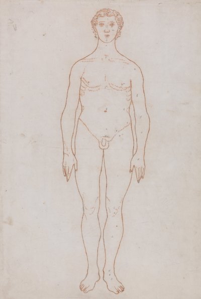 Study of the Human Figure, Anterior View by George Stubbs