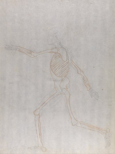 Human Skeleton, Lateral View by George Stubbs