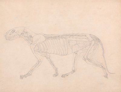 Tiger Body, Lateral View by George Stubbs