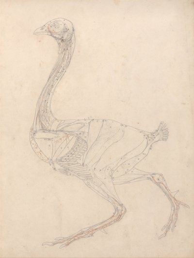 Fowl Body, Lateral View by George Stubbs