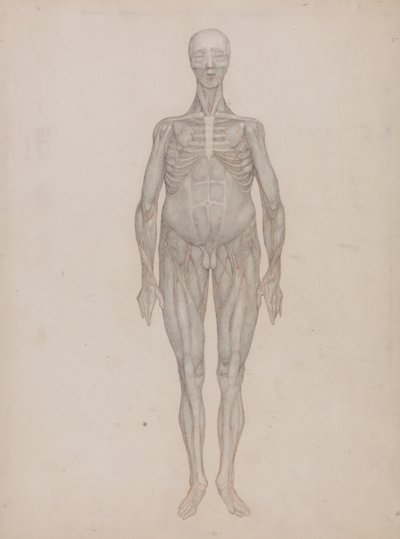 Human Figure, Anterior View by George Stubbs