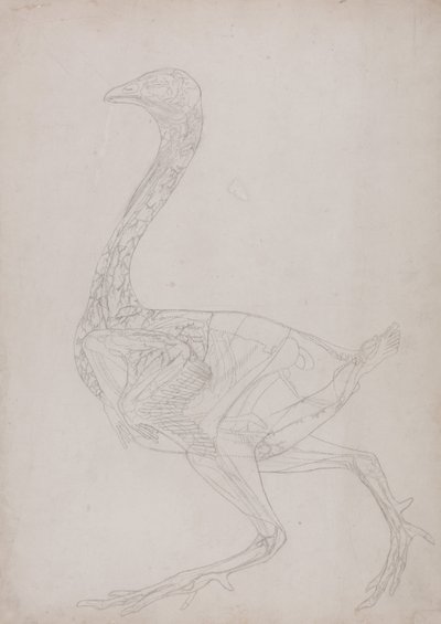 A Comparative Anatomical Exposition of the Structure of the Human Body with that of a Tiger and a Common Fowl: Fowl Body, Lateral View by George Stubbs