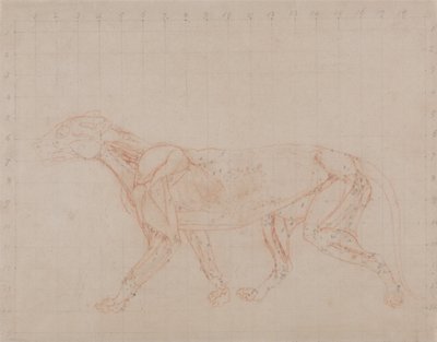A Comparative Anatomical Exposition of the Structure of the Human Body with that of a Tiger and a Common Fowl: Tiger Body, Lateral View (Study of the Fourth Stage of Dissection Showing the Deeper Muscles) by George Stubbs