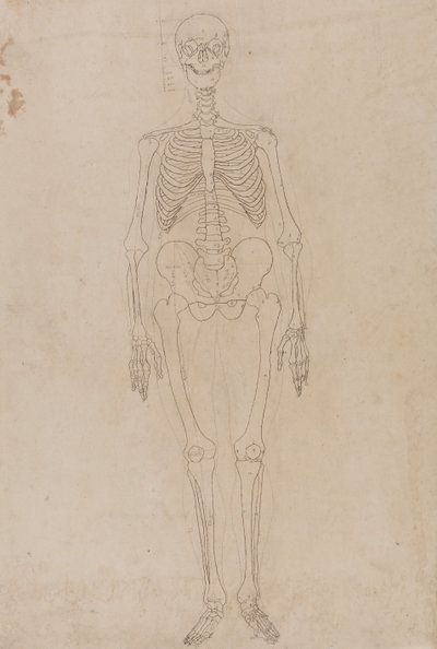 A Comparative Anatomical Exposition of the Structure of the Human Body with that of a Tiger and a Common Fowl: Human Skeleton, Anterior View by George Stubbs
