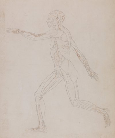 A Comparative Anatomical Exposition of the Structure of the Human Body with that of a Tiger and a Common Fowl: Human Figure, Lateral View (Related to Table XIII, detailed study of the blood vessels supplying the muscles) by George Stubbs