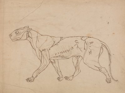 A Comparative Anatomical Exposition of the Structure of the Human Body with that of a Tiger and a Common Fowl: Tiger Body, Lateral View by George Stubbs