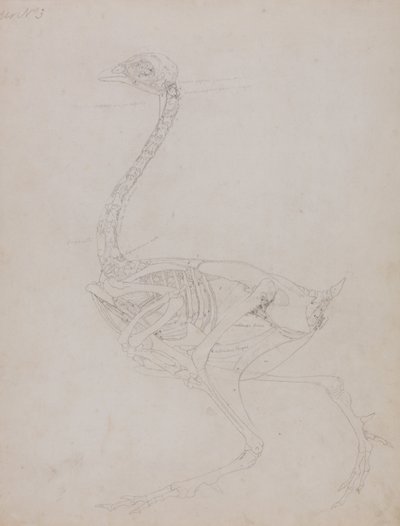 Comparative Anatomical Exposition: Fowl Body, Lateral View by George Stubbs
