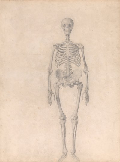 Human Skeleton, Anterior View (Finished Study for Table I) by George Stubbs