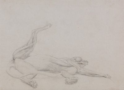Tiger Body, Recumbent, Viewed Ventrally by George Stubbs