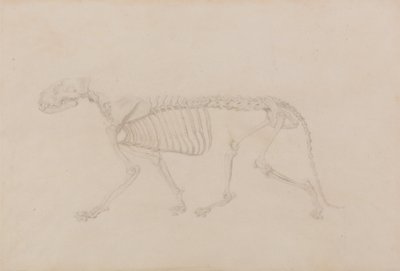 A Comparative Anatomical Exposition of the Structure of the Human Body with that of a Tiger and a Common Fowl: Tiger Skeleton, Lateral View by George Stubbs