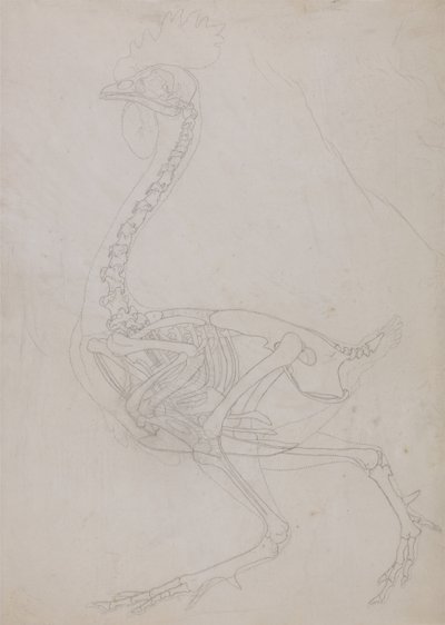 A Comparative Anatomical Exposition of the Structure of the Human Body with that of a Tiger and a Common Fowl: Fowl Skeleton, Lateral View by George Stubbs