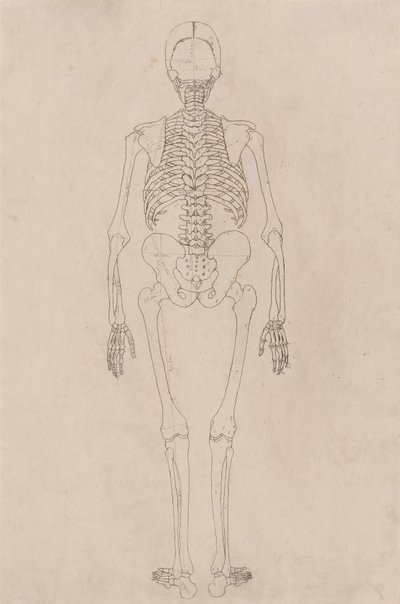 A Comparative Anatomical Exposition of the Structure of the Human Body with that of a Tiger and a Common Fowl: Human Skeleton, Posterior View by George Stubbs