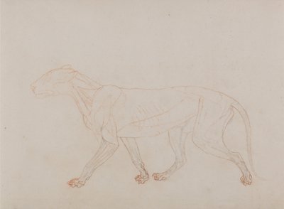 Comparative Anatomical Exposition: Tiger Body, Lateral View by George Stubbs