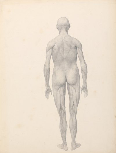 Human Figure, Posterior View, Partially Dissected by George Stubbs