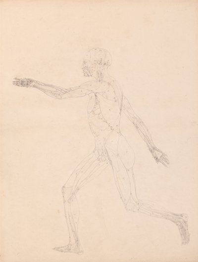 Human Figure, Lateral View by George Stubbs