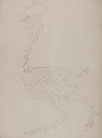 Fowl Skeleton, Lateral View by George Stubbs