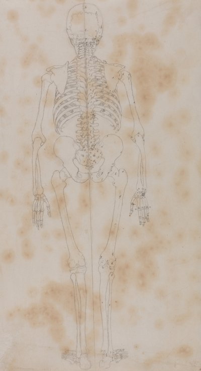 A Comparative Anatomical Exposition of the Structure of the Human Body with that of a Tiger and a Common Fowl: Human Skeleton, Posterior View (Perhaps the first of the studies of the skeleton) by George Stubbs
