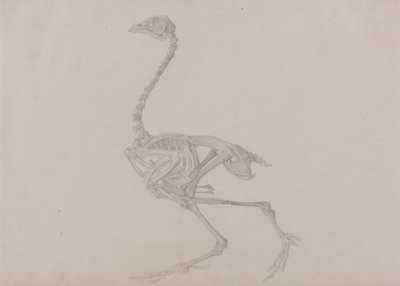 Comparative Anatomical Exposition: Dorking Hen Skeleton, Lateral View by George Stubbs