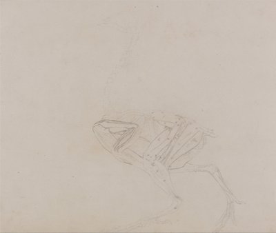 Comparative Anatomical Exposition: Dorking Hen Body, Lateral View by George Stubbs