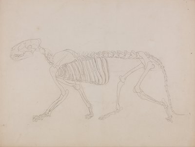 Tiger Skeleton, Lateral View by George Stubbs