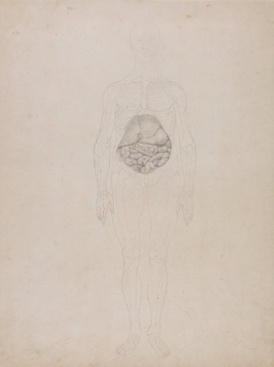 Comparative Anatomical Exposition: Human Figure, Anterior View by George Stubbs