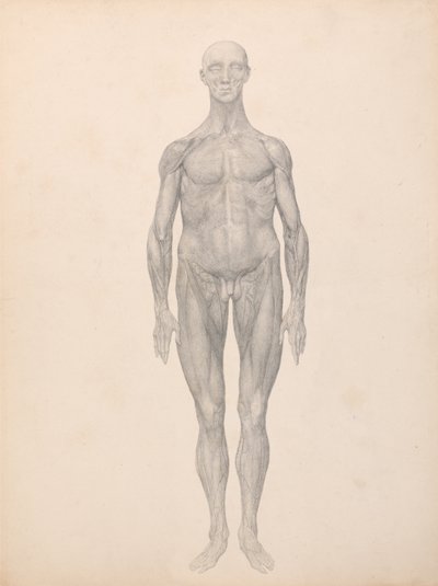 Comparative Anatomical Exposition: Human Figure, Anterior View, Skin and Underlying Fascial Layers Removed by George Stubbs