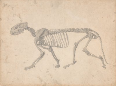 Comparative Anatomical Exposition: Tiger Skeleton, Lateral View by George Stubbs