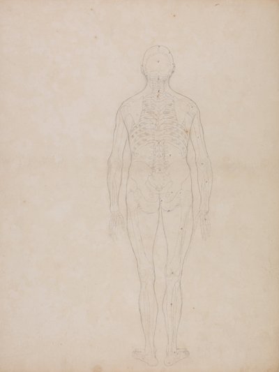 Comparative Anatomical Exposition: Human Figure, Posterior View by George Stubbs