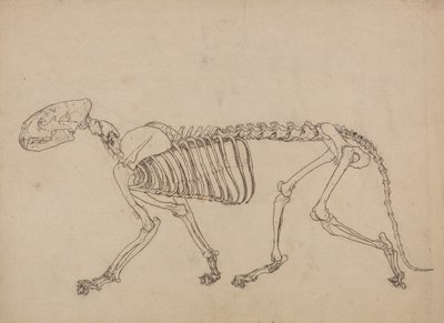 Comparative Anatomical Exposition: Tiger Skeleton, Lateral View by George Stubbs