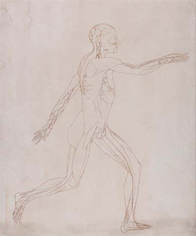 Human Figure, Lateral View by George Stubbs